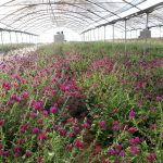 Greenhouse of medicinal plants