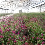 Greenhouse of medicinal plants